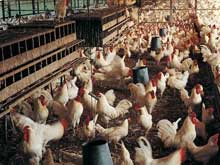 淺談雞病與環(huán)境的關(guān)系！