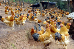 肉雞最頭疼的還是腺肌胃炎，到底該怎么解決？