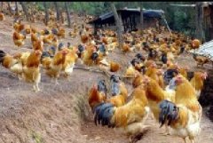 雞咳嗽、呼嚕、甩鼻怎么辦？