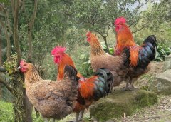 呼吸道看似小病，但是引起后期消瘦，采食下降