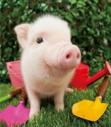 元旦、春節(jié)期間的生豬價(jià)格有望上漲么，能漲多