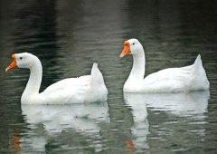 養(yǎng)鵝禁忌有哪些？看看你中了幾條！