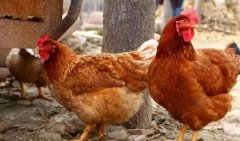 家禽由于溫差大，通風(fēng)不良導(dǎo)致咳嗽呼嚕呼吸道