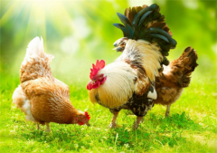 肉雞常見(jiàn)呼吸道病的發(fā)病原因？