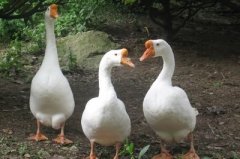 鵝漿膜炎爆發(fā)傷亡非?？?！病毒性，細(xì)菌性。