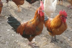 滑液囊支原體病程長，籠養(yǎng)雞不易被發(fā)現(xiàn)，經(jīng)常