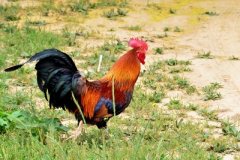 雞群慢性呼吸道疾病，應(yīng)該用哪些方法可以起到