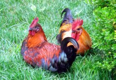 聽說現(xiàn)在球蟲發(fā)病率極高！傷亡也會出現(xiàn)！