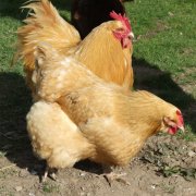 養(yǎng)雞過程中不能做的八件事，養(yǎng)殖戶要記牢！(技