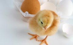 肉雞科學(xué)用藥指導(dǎo)?。夹g(shù)）