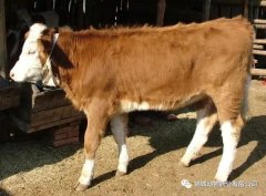 肥牛養(yǎng)殖過程中存在的問題，應(yīng)該如何進(jìn)行解決