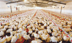 肉雞壞死性腸炎飼料報(bào)酬低，整齊度差嚴(yán)重影響