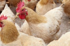 注意，肉雞呼吸道疾病這些聲音信號！