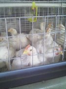 肉雞腺肌胃炎高發(fā)，養(yǎng)雞人認真看完這篇文章，