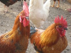 聽(tīng)說(shuō)現(xiàn)在球蟲(chóng)發(fā)病率極高！傷亡也會(huì)出現(xiàn)！