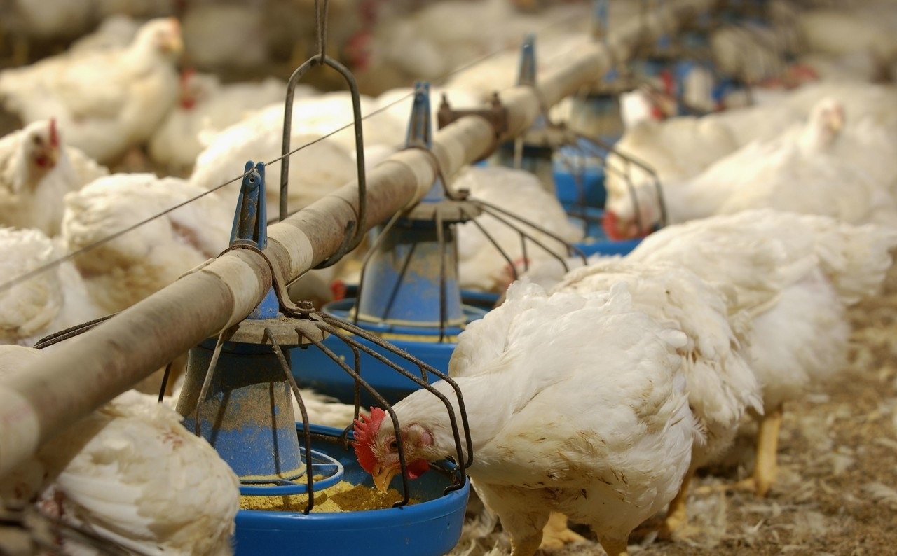 注意，肉雞呼吸道疾病這些聲音信號！