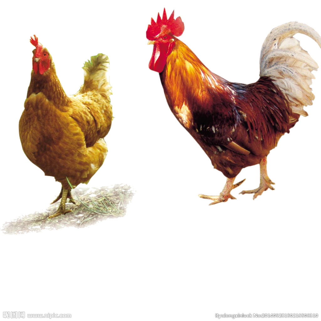  提高肉鴨養(yǎng)殖效益！這八個飼養(yǎng)管理要注意了?。夹g(shù)） 